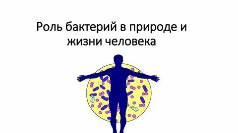 Роль бактерий в экосистеме и жизни человека