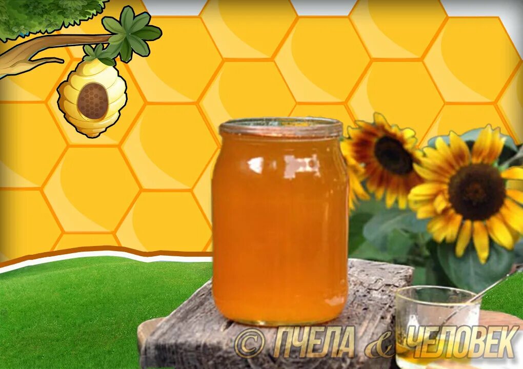 Мед подсолнух. Мед подсолнечника. Подсолнуховый мед. Мед из подсолнуха. Мед подсолнечника цвет.