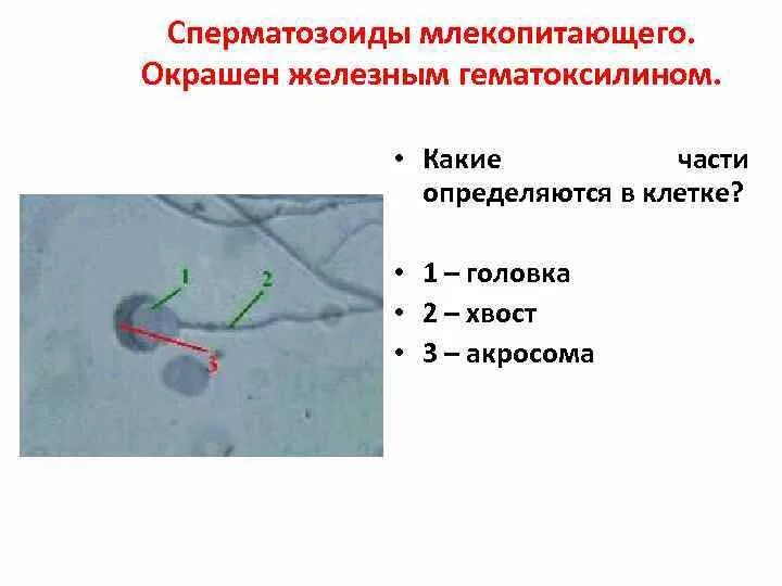 Спермии млекопитающих