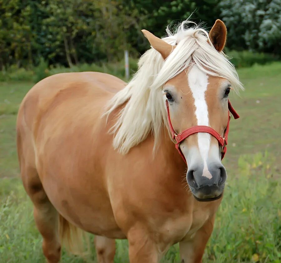 Horse перевести. Онли хорсес. For you лошадь. Лошадь ви4и. Лошадь вы Ангас.