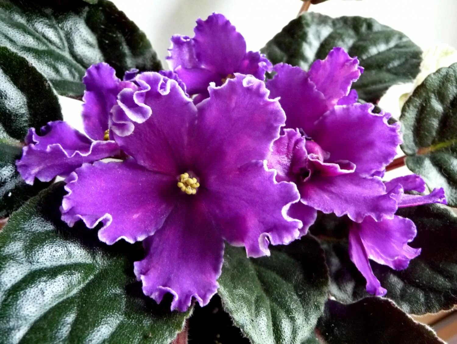 Фиалка летние сумерки морев. Фиалка сорт летние сумерки. Фиалка летние сумерки морев. Фиалка летние сумерки. Фиалка сумерки морев.