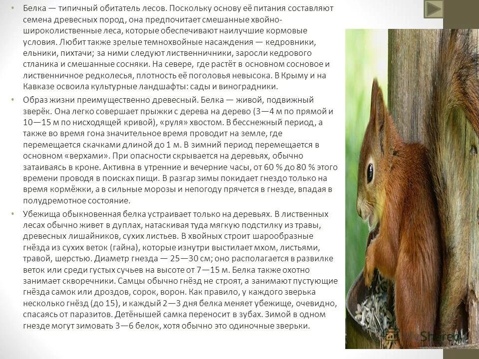 доклад про белку. белка на ветке. белка описание для детей. жизнь белки в лесу. какая высота белки.