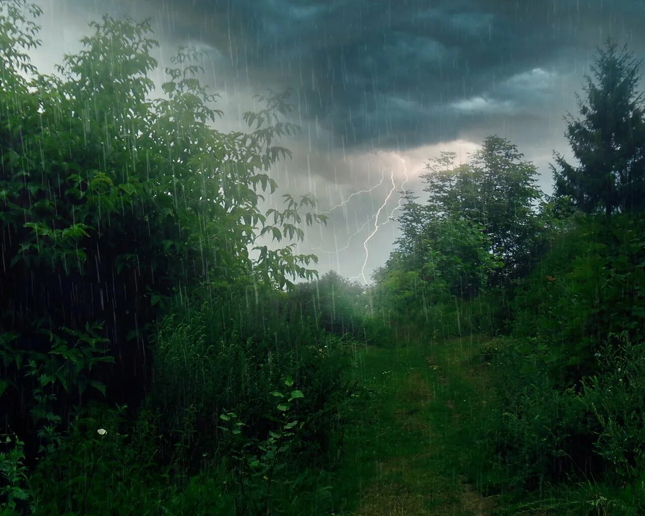 Ливень в лесу. Каким бывает лес и дождь. Каким бывает лес и дождь. Лес после дождя. Ливень в лесу.