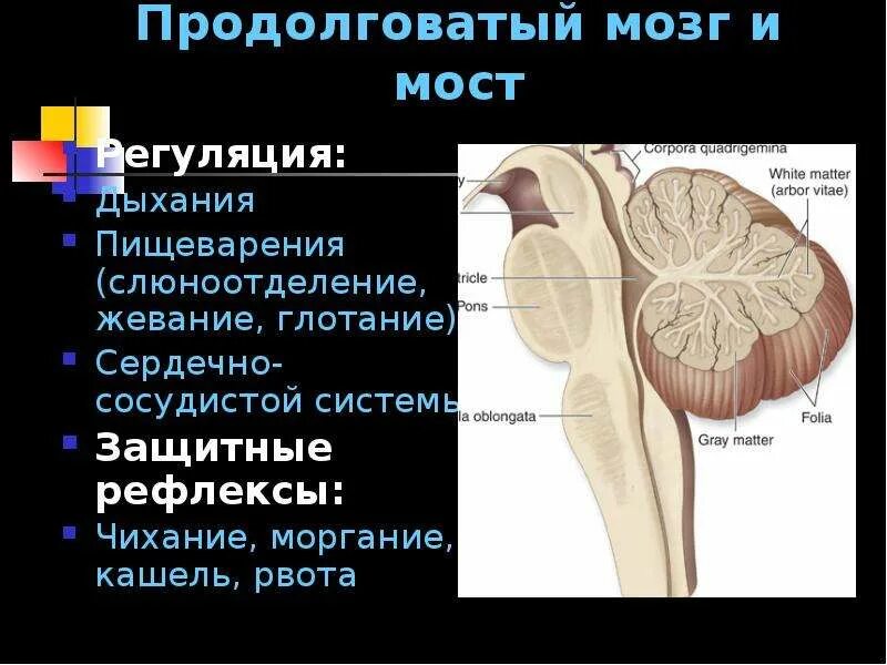 Рефлексы продолговатого мозга и моста. Продолговатый мозг. Рефлексы продолговатого мозга. Продолговатый мозг и мост.