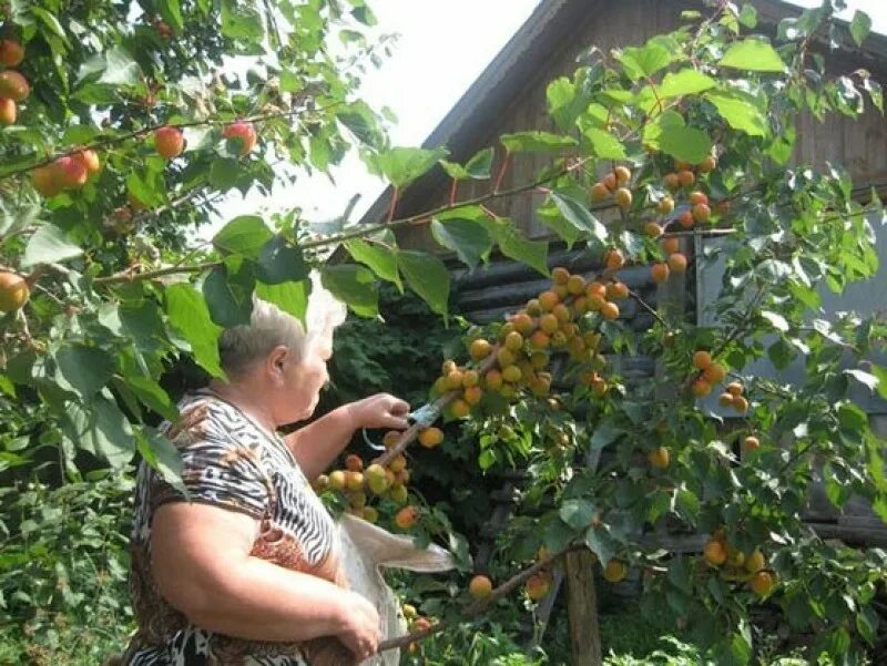 Посадка дерева абрикоса. Посадка абрикосового дерева. Плодоносящий персик. Абрикос на дачном участке. Персик после зимы