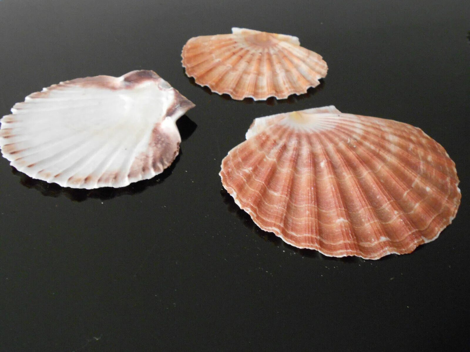 Scallop Shell раковина. Морской гребешок Шелл. Моллюск Королевский гребешок. Морской гребешок Ракушка. Ракушка гребешок морской