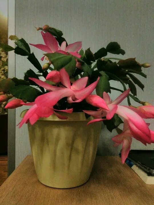 Декабрист энигма. Шлюмбергера chelsea. Декабрист белый фото. Семена декабриста. Подставка для декабриста.