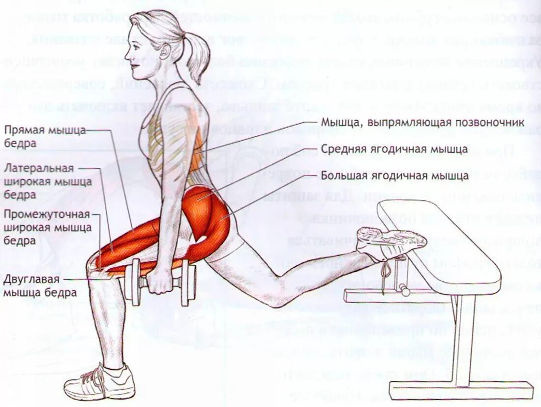 Как накачать внутренние мышцы. Средняя и малая ягодичные мышцы упражнения. Болгарские выпады какие мышцы. Болгарские выпады упражнение для ягодиц.
