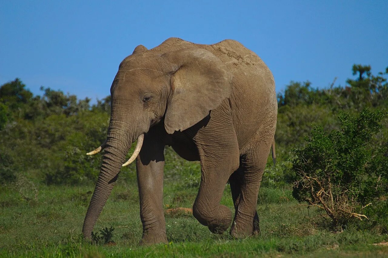 Слоны. Походка слона. Ходьба Слоником. Ходьба животных.