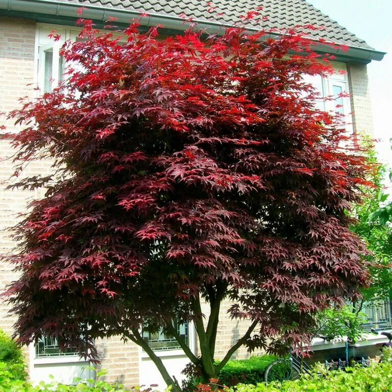 Дерево с красными листьями название. Клен дланевидный Acer palmatum. Клен красный дланевидный. Клен веерный Атропурпуреум. Клён дланевидный Атропурпуреум.