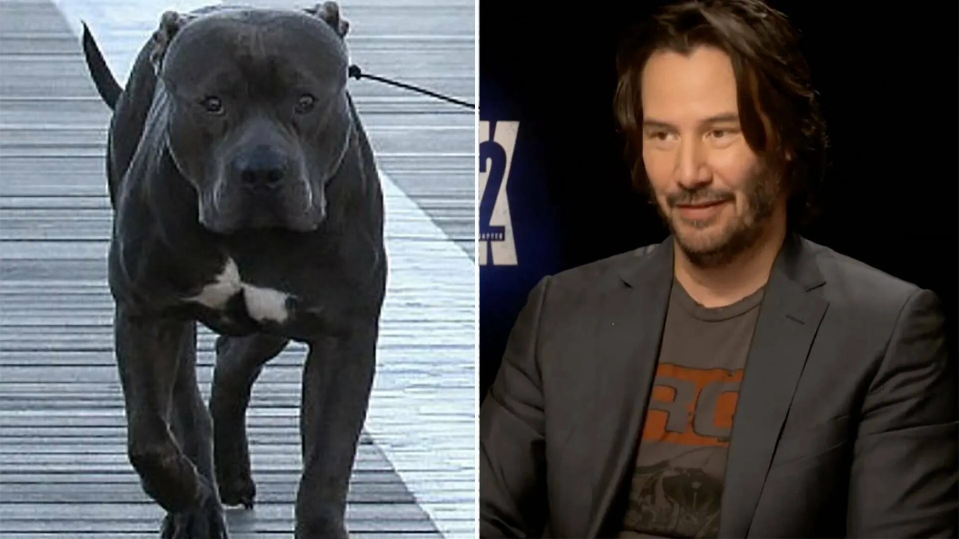 Джон уик 2 собака. Джон уик 2 собака. Джон уик собака. Джон уик 3 порода собак. Собака джона уика 2.