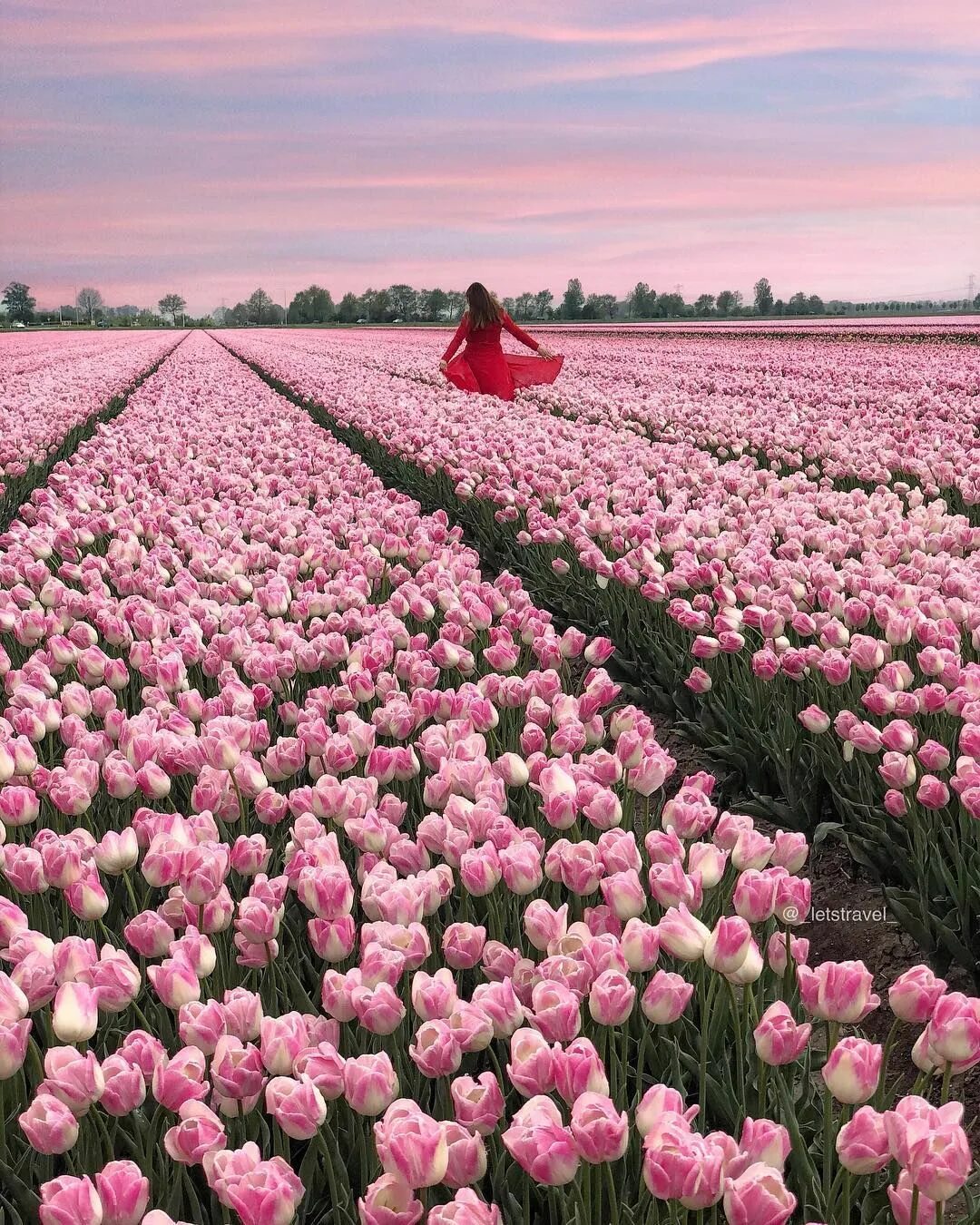 Где находится тюльпановое поле. Тюльпановые поля в Нидерландах. Тюльпан коттон Кэнди. Тюльпановое поле в Голландии. Тюльпановые плантации в Голландии.