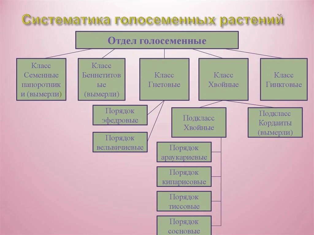 Классификация хвойных. Классификация отдела голосеменных растений. Классификация голосеменных растений схема. Систематика отдела голосеменных растений. Систематическая классификация голосеменных.