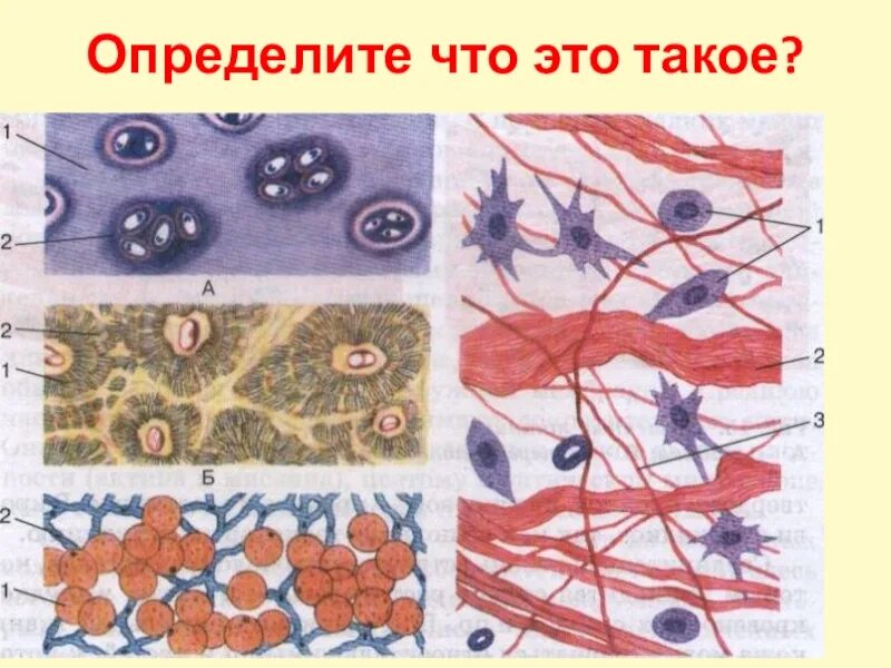 Соединительная ткань человека анатомия. Соединительные ткани биология 8. Рис 17 соединительные ткани. Ткань 1)  соединительная 2)  эпителиальная. Рисунок группы клеток