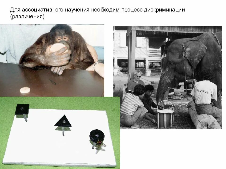 Эксперимент дискриминация. Поведение животных научение. научение в зоопсихологии. эксперименты с животными в психологии. методы эксперимента в зоопсихологии.