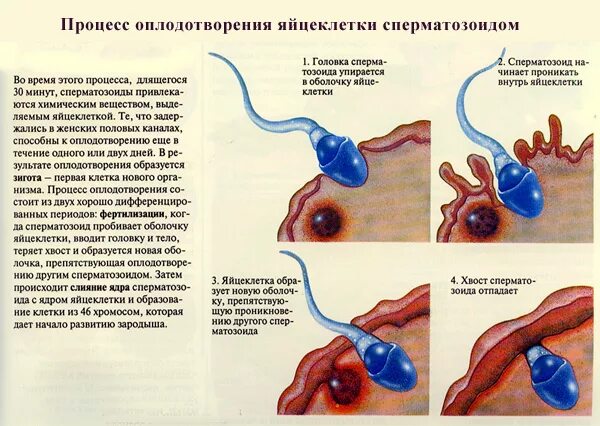 После скольких актов можно забеременеть. Как происходит оплодотворение. КСК происходит оплодотворения. Процесс оплодотворени.