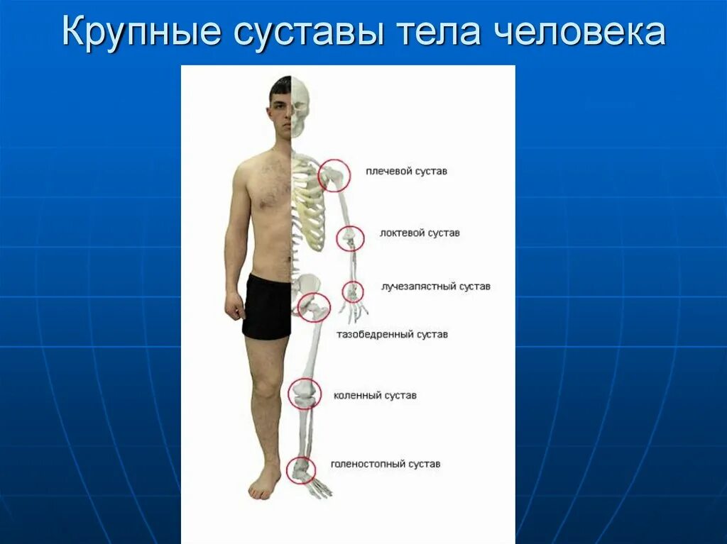 Названия суставов человека. Суставы человека. Крупные суставы человека. Суставы скелета человека. Название основных суставов человека.