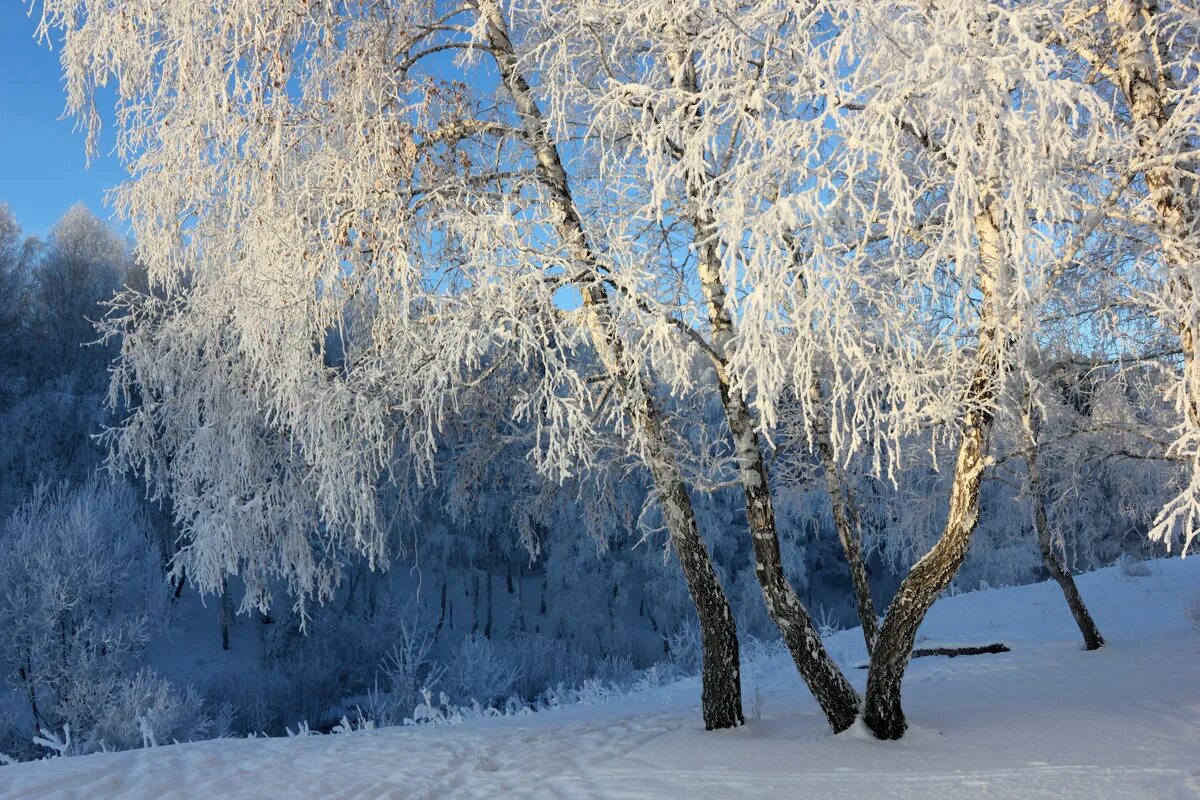 стоял ясный зимний. стоял ясный зимний. зимний день. ясный день зимой. солнечный зимний день.