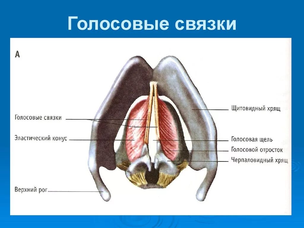 Верхний голосовой. Строение гортани голосовые связки. Голосовая складка гортани анатомия. Строение дыхательной системы голосовые связки. Строение голосового аппарата голосовые складки.