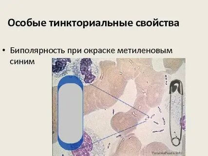 Особо опасные возбудители
