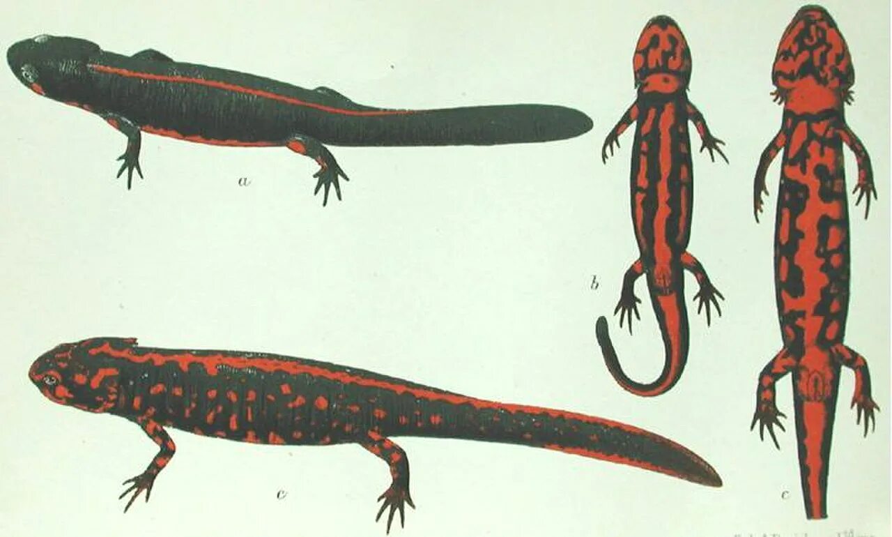Самка иглистого тритона. Самка испанского тритона. Тритон насекомое. Тритон испанский иглистый белый. Гребенчатый тритон самка.