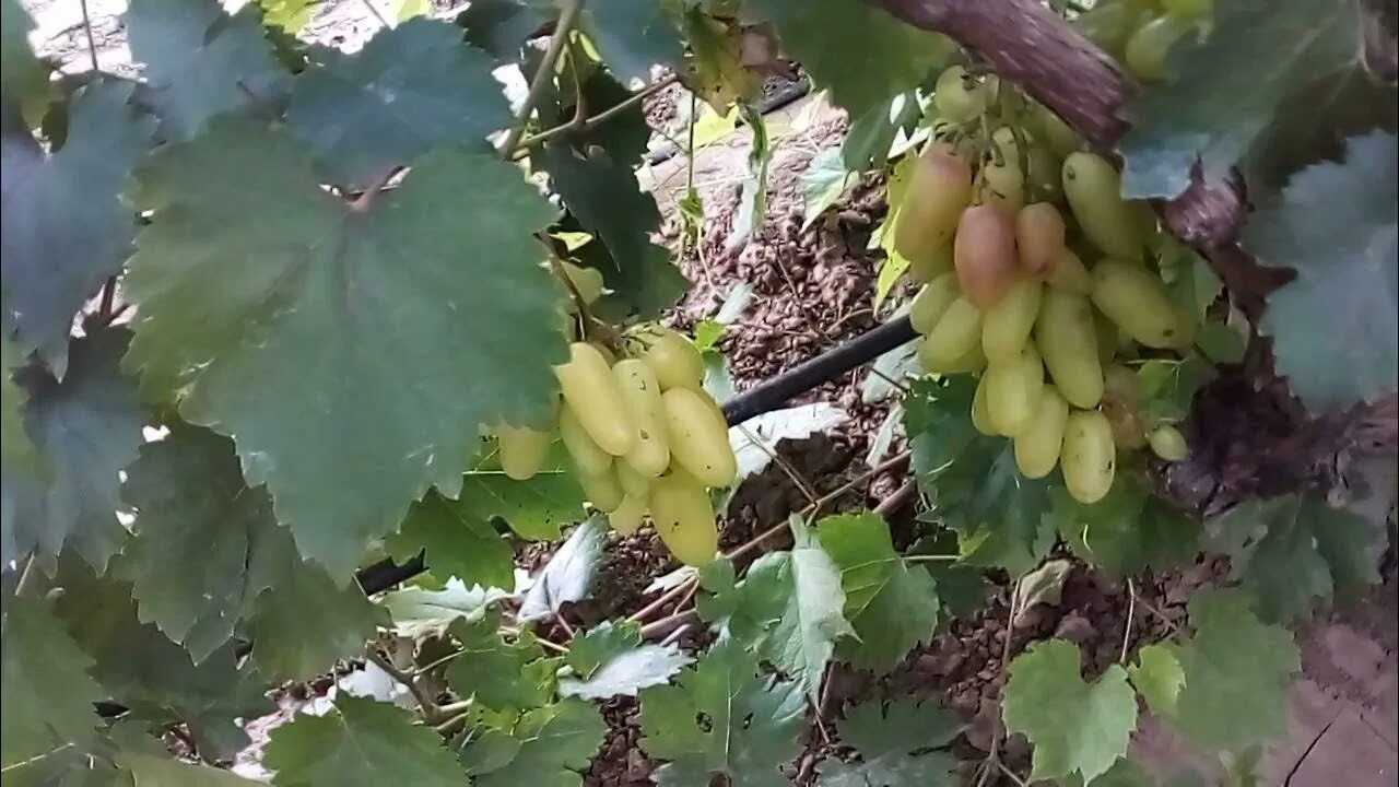 Сорт винограда мальчик с пальчик. Мальчик спальчик виноград. Виноград Алинка. Виноград мальчик с пальчик фото.