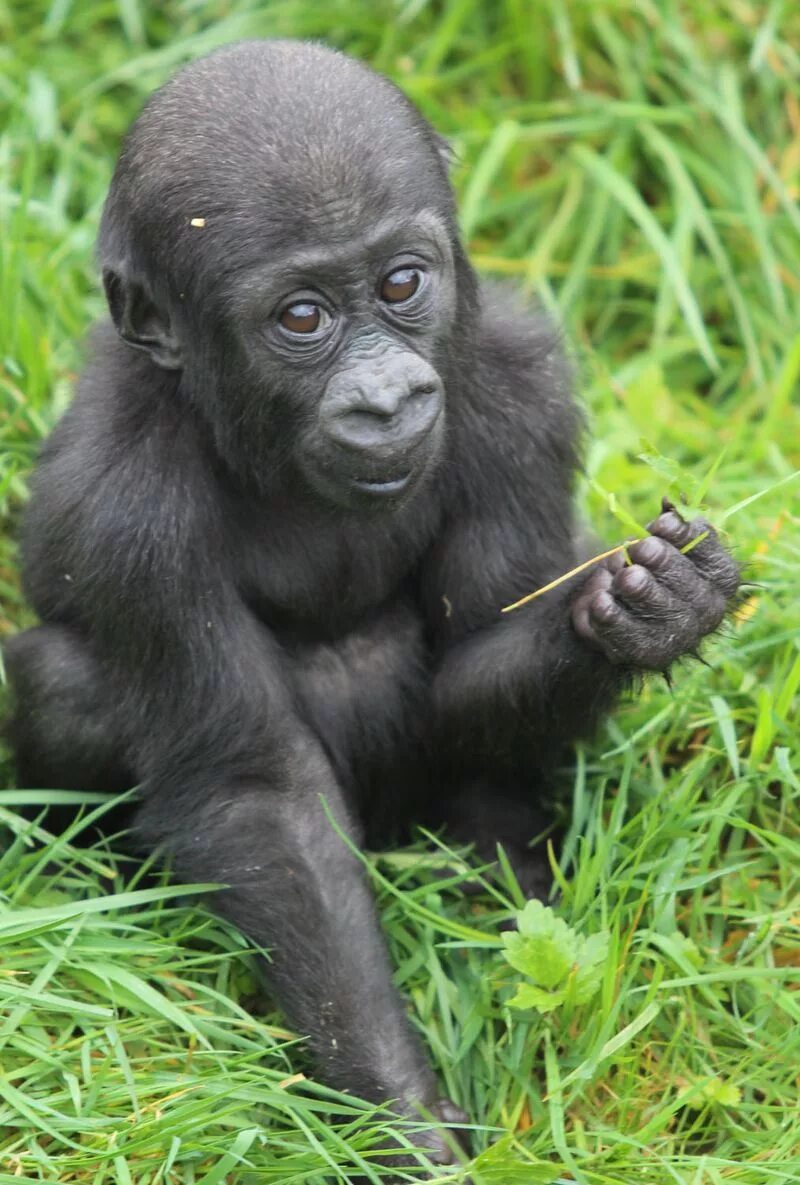 Короткохвостые обезьяны. Детеныш гориллы. Западная равнинная горилла детеныш. Маленькая горилла. Маленькие гориллы.