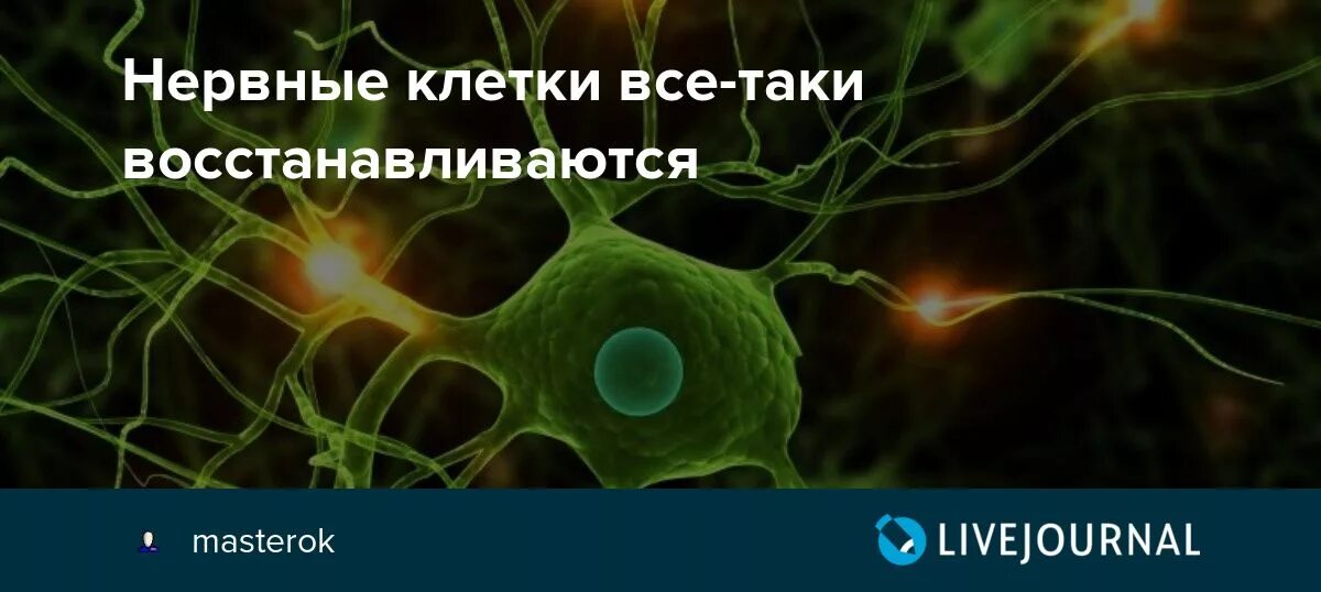 Нервные клетки восстанавливаются. Нервные клеткивостанавиваются. Клетки восстанавливаются. Восстанавливай нервные клетки. Сколько восстанавливается нервная