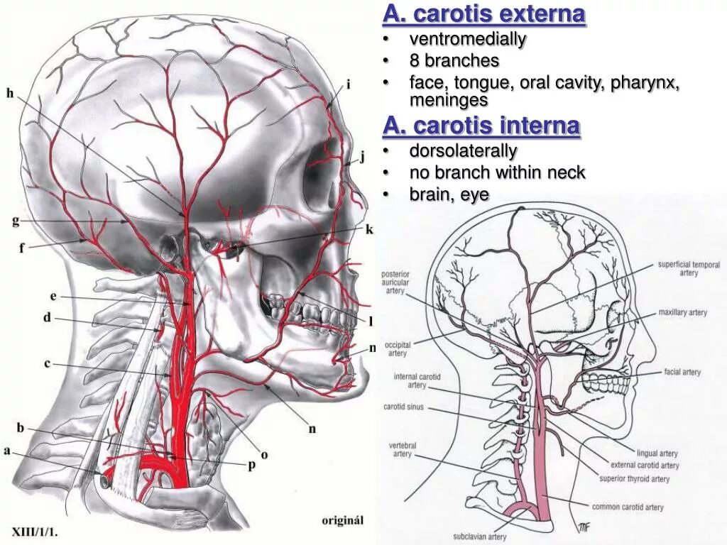 Наружная сонная артерия где. Arteria Carotis externa ветви. Наружная Сонная артерия анатомия. Внутренняя Сонная артерия - arteria Carotis interna. A Carotis externa ветви.