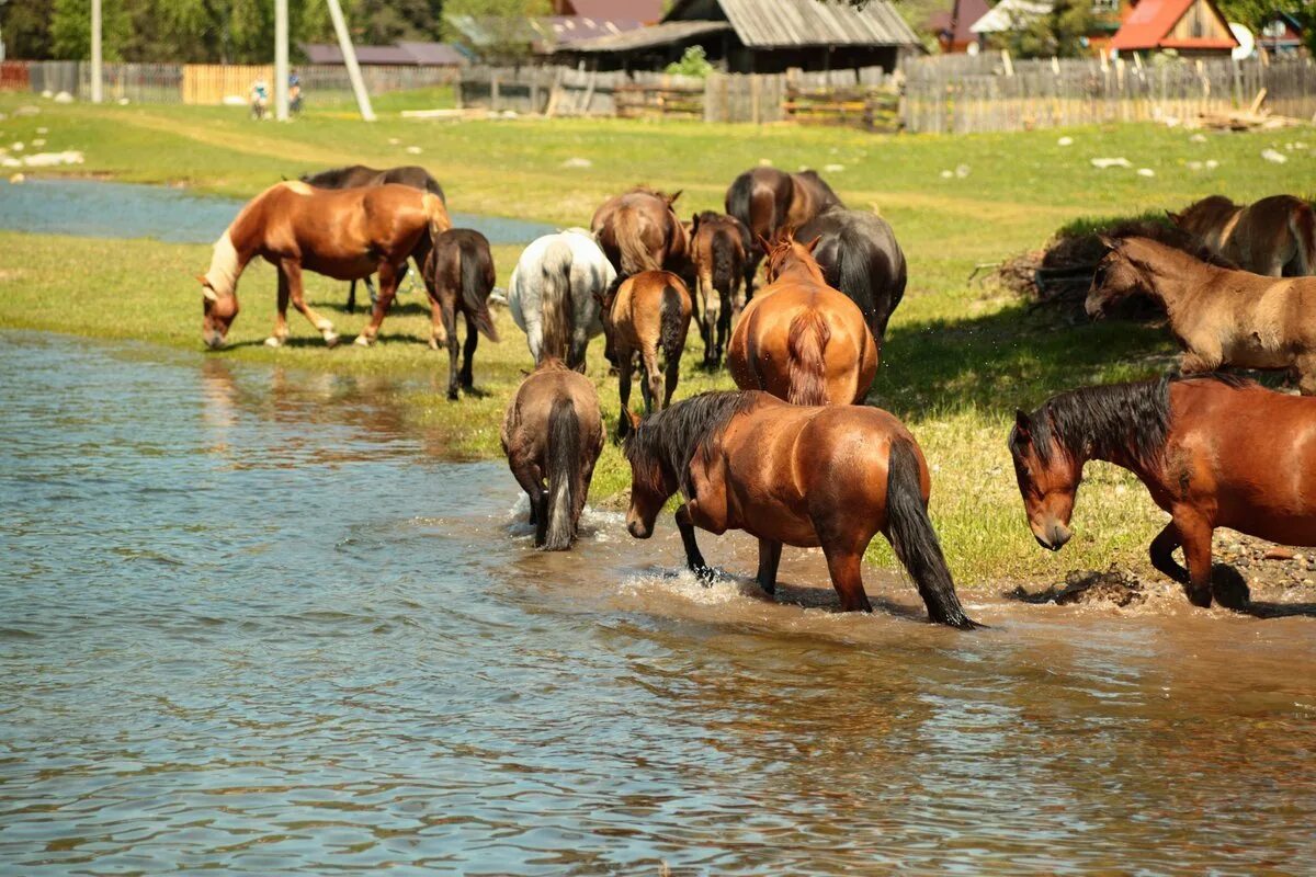 Село лошадка. Кони на водопое картина Феофана Вакулюка. Кони на водопое. Стадо лошадей. Табун лошадей.