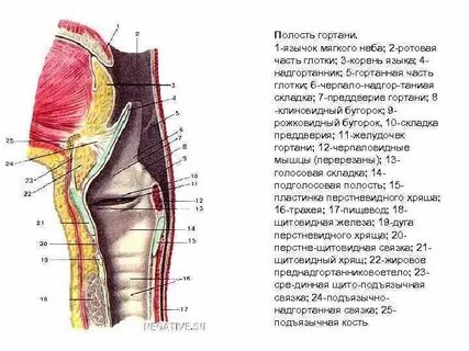 Полость ограниченный