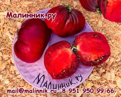 Томат гном пурпурное сердце фото