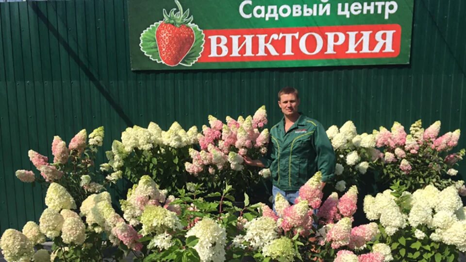 Клубника в магазине. Сорт клубники азия. Каталог сад виктории. Каталог сад виктории. Каталоги семян саженцев.