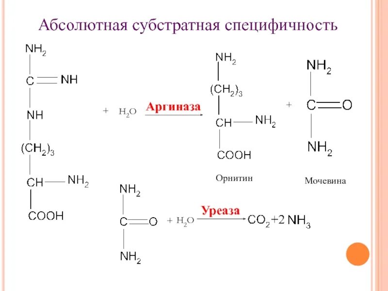 Уреаза мочевина. Групповая субстратная специфичность ферментов. Уреаза мочевина. Уреаза мочевина. Что делают ферменты.
