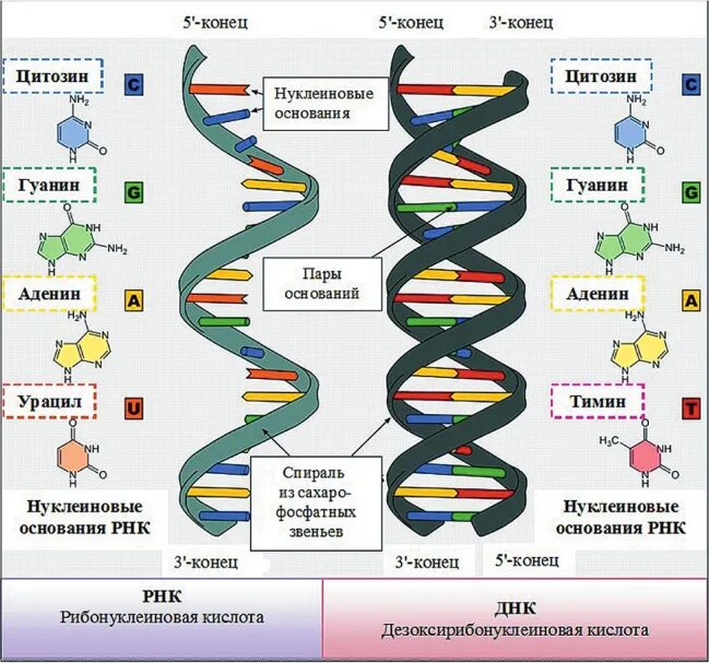 Химические соединения днк. Строение нуклеиновые кислоты ДНК схема. 1. Строение нуклеиновых кислот (РНК, ДНК).. Структура нуклеиновых кислот ДНК И РНК. Структура рибонуклеиновых кислот (РНК)..