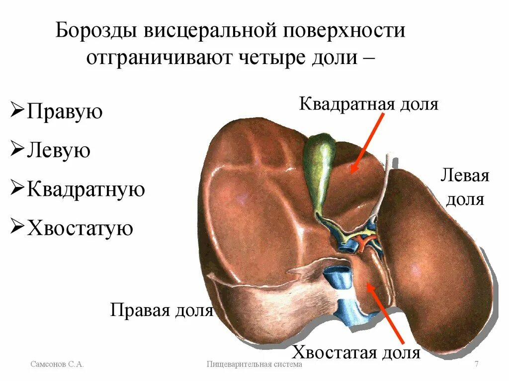 Доли висцеральной поверхности печени. Строение печени анатомия доли. Печень строение анатомия борозды. Ишемия латынь