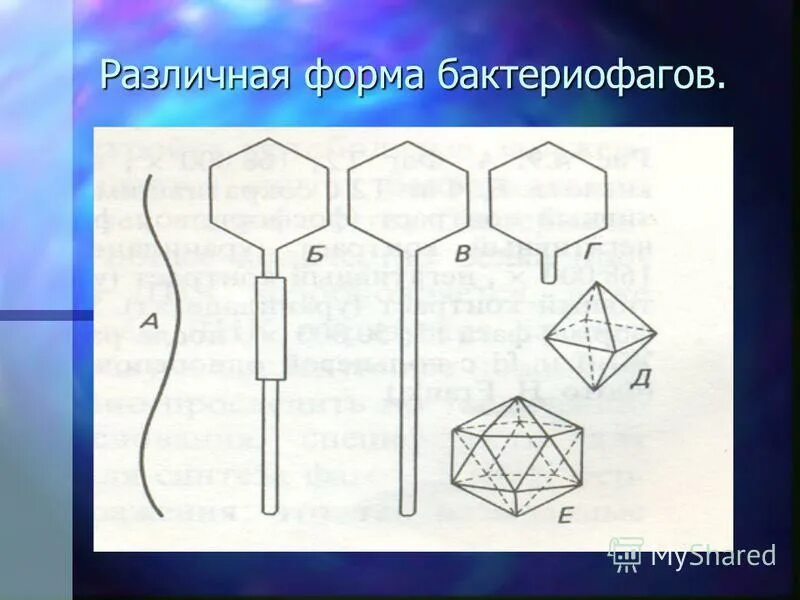 форма бактериофагов какая