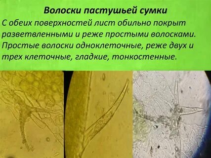 Структуры на поверхности листьев
