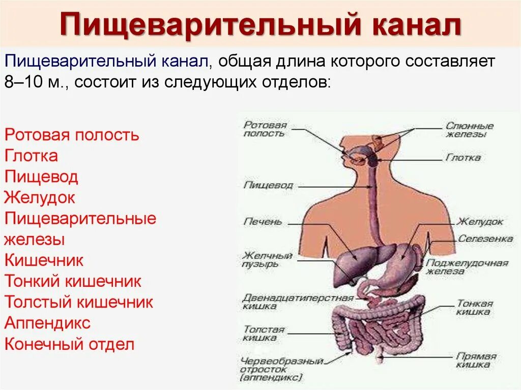 В состав какой системы входит пищевод. Анатомическое строение пищеварительной системы человека. Схема органов желез пищеварительной системы. Пищеварительная система строение тонкой кишки. Пищеварительный канал тонкий кишечник и толстый.