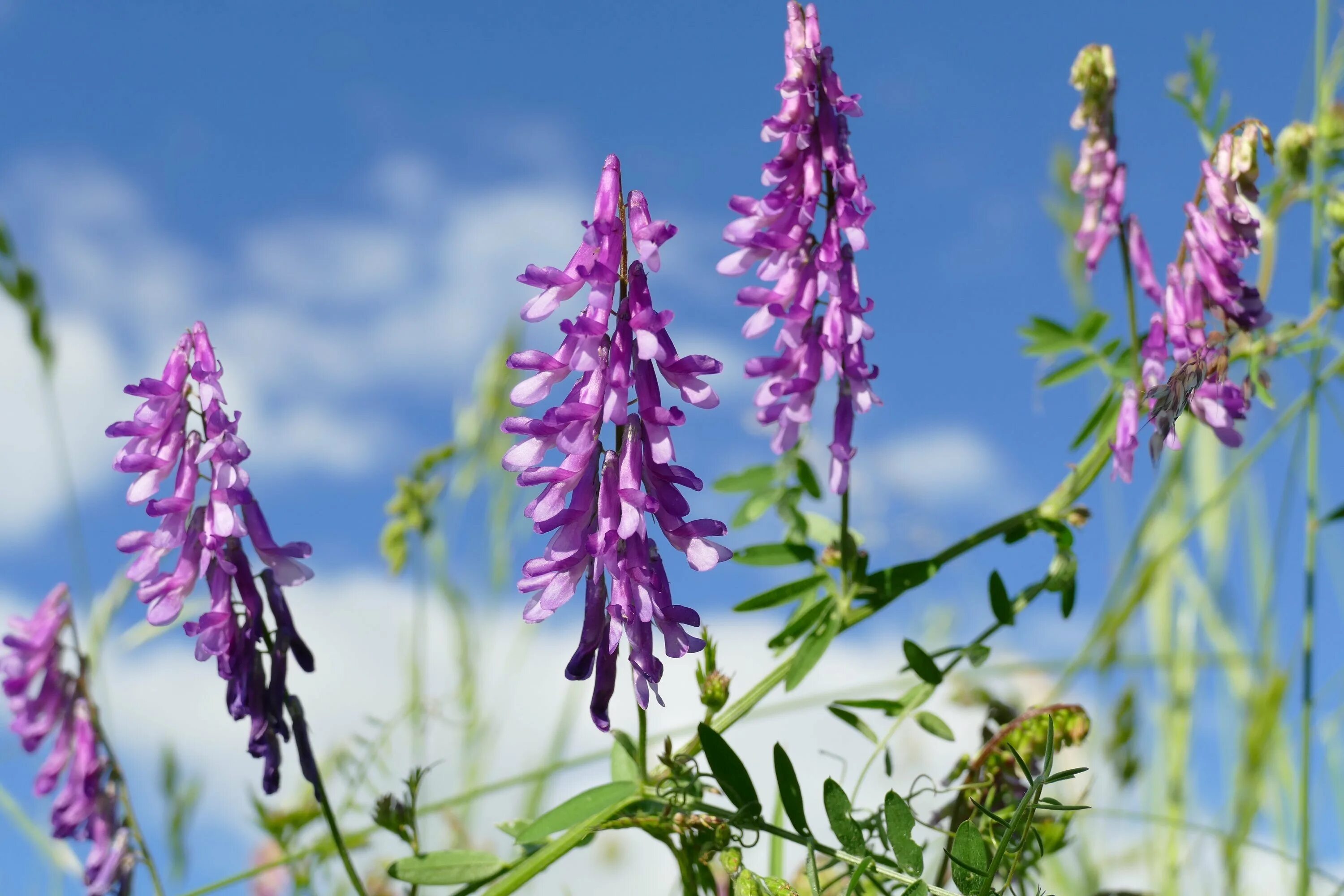 Вика мышиный горошек. Горошек мышиный (Vicia cracca). Мышиный горошек Луговой. Растение Вика мышиный горошек. Горошек растение виды