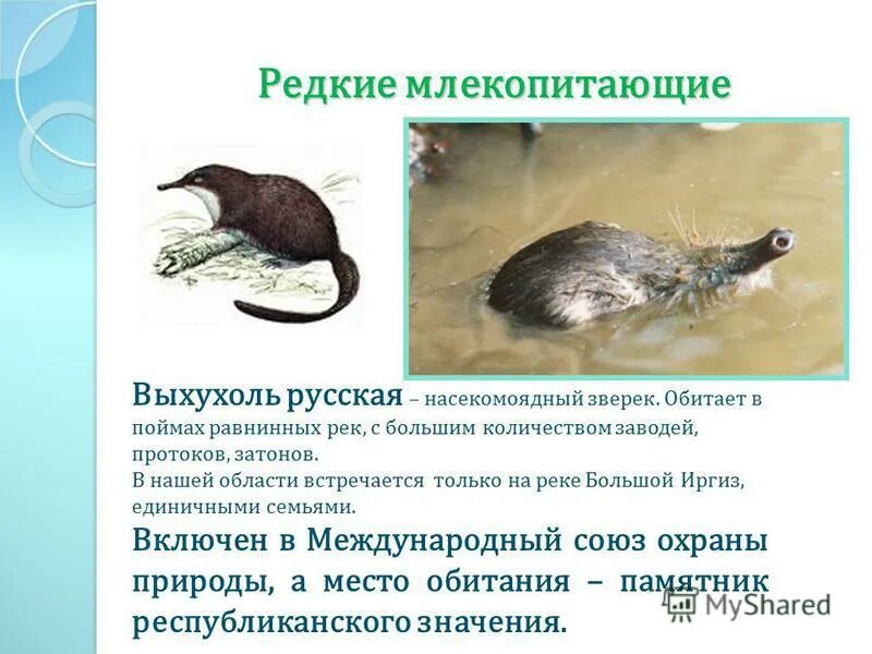 русская выхухоль. выхухоль (desmana moschata). выхухоль отряд млекопитающих. выхухоль это млекопитающее. выхухоль русская (desmana moschata).