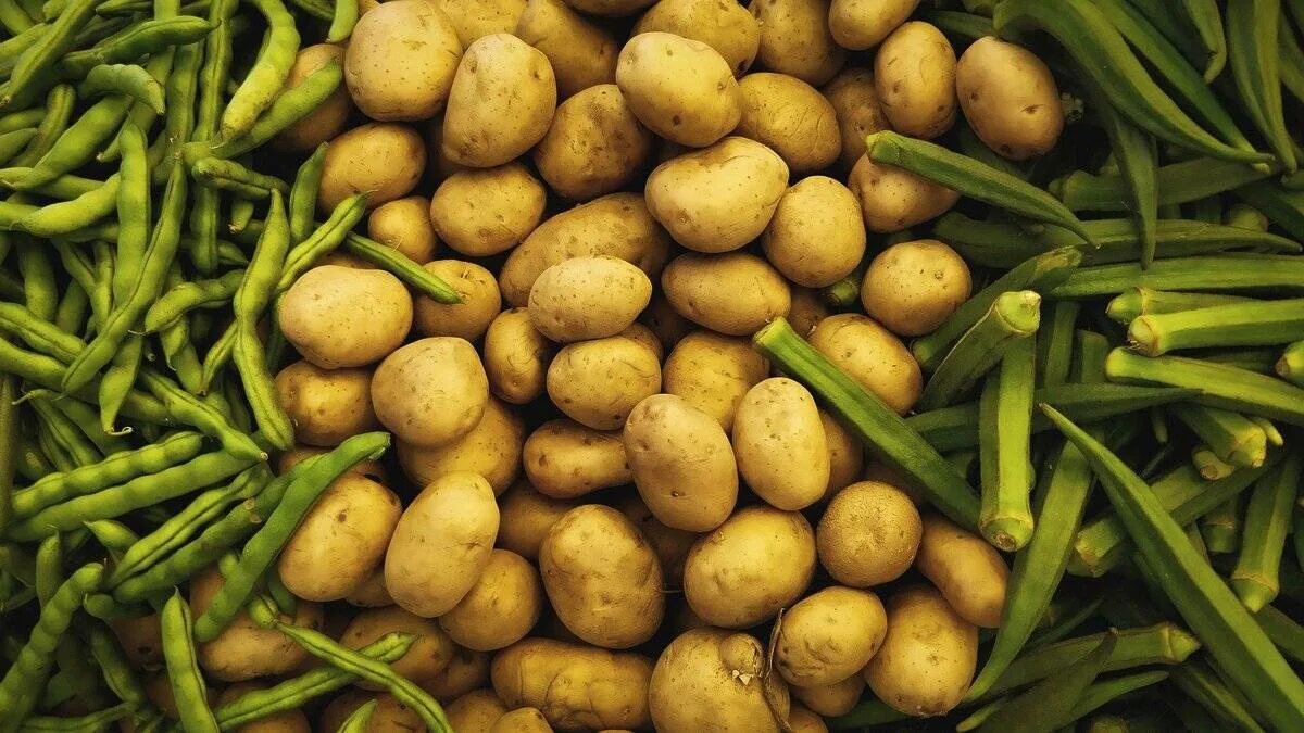 Картофель. Картофель растение. Зеленый картофель. Молодой картофель зеленоватый. Зеленый картофель можно