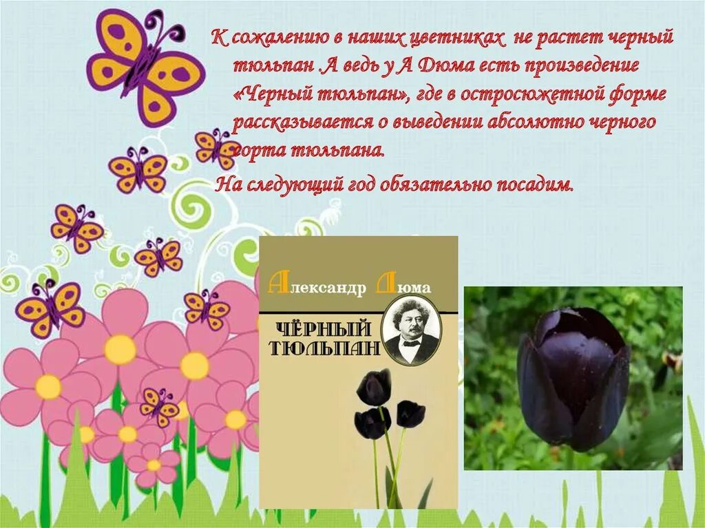 Песню черный рос рос. Черный тюльпан презентация. Черный тюльпан растёт. Легенда о черном тюльпане. Сообщение о черном тюльпане.