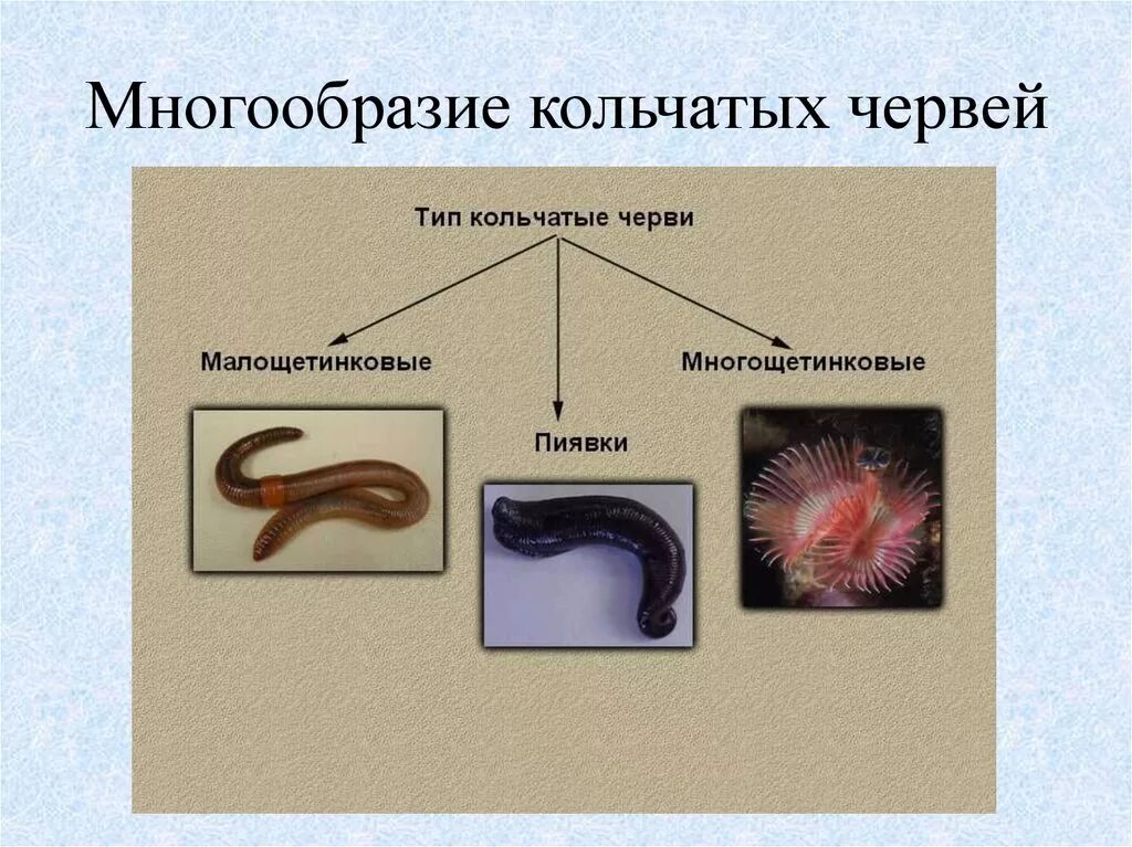 Кольчатые черви представители. Животные Тип кольчатые черви. Кольчатые черви черви примеры. Свободноживущие кольчатые черви. К типу кольчатых червей относится