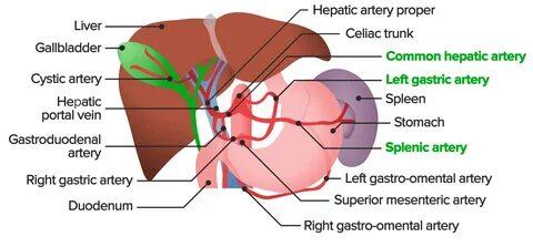 Liver: Anatomy Concise Medical Knowledge.