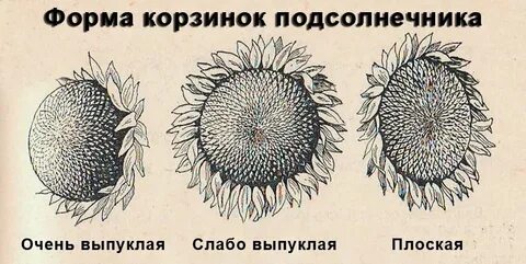 Строение подсолнечника