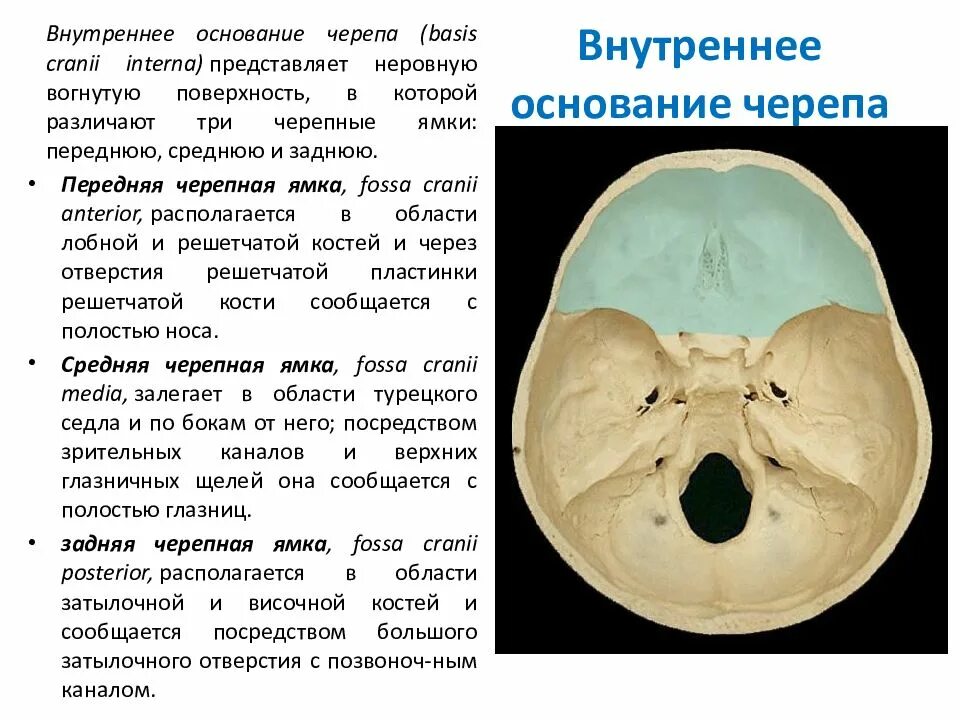 Полости в костях черепа. Черепные ямки внутреннего основания черепа. Внутреннее основание черепа кратко. Внутреннее основание черепа анатомия. Внутренняя поверхность основания черепа.