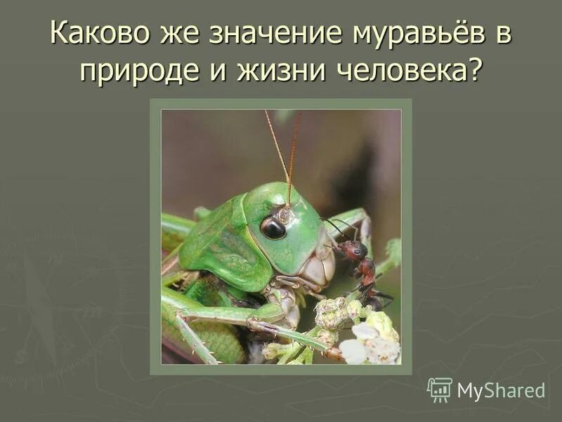муравей значение в природе и жизни человека. муравей значение в природе и жизни человека. значение муравьев в природе и жизни человека. муравей значение в природе и жизни человека. значение муравьёв в природе и жизни человека.