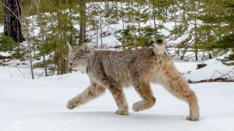 Канадская Рысь. Канадская Рысь шуба. Рысь канадская взгляд. С2377 Lynx. Канадская рысь бурый медведь