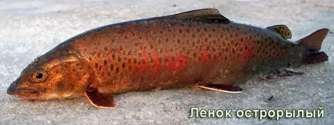 Острорылый ленок